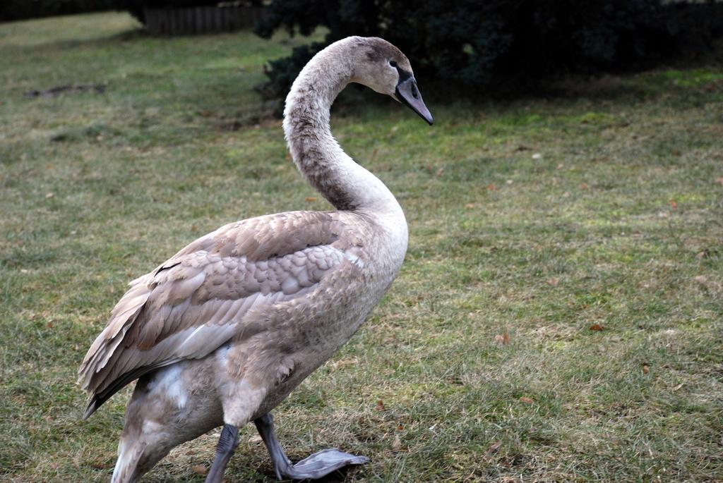 Natura Apartamenty Swaderki Экстерьер фото